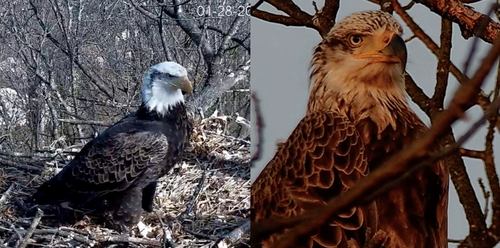two eagles with different markings