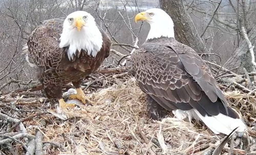 eagle pair