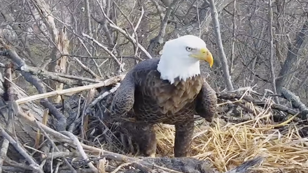 bald eagle survival