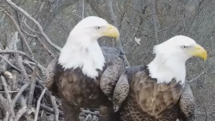 two bald eagles