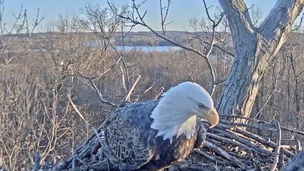 Bald eagle sunrise