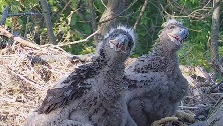 baby eagles