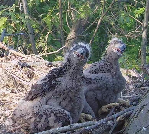 baby eagles