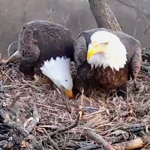 bald eagle pair in nest