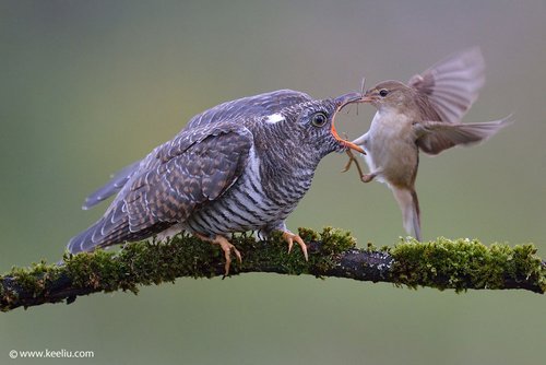 cuckoo bird being fed by another bird