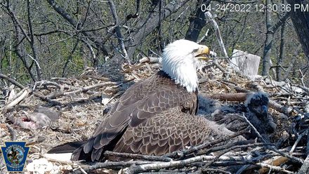 eagle and eaglet