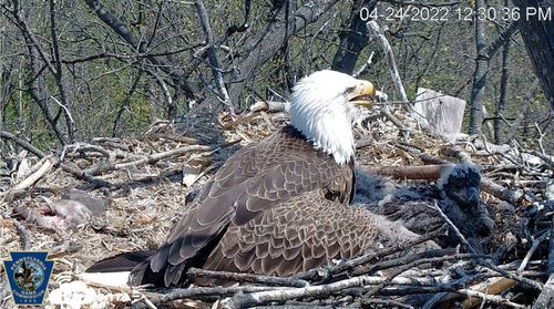 eagle and eaglet