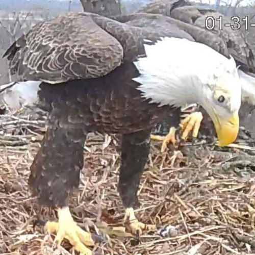 eagle with injured eye