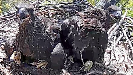 pair of eaglets