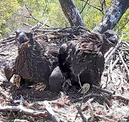 pair of eaglets