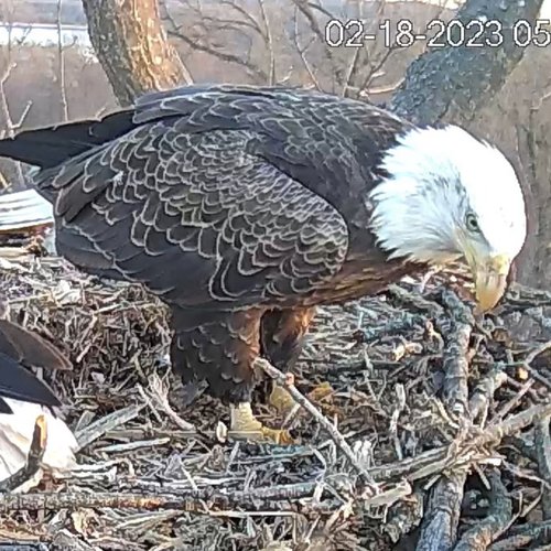 female eagle with beak marks