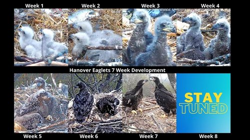 bald eagle development