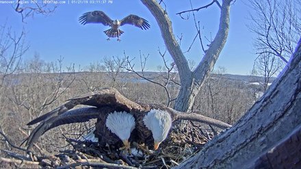 Eagle Conflict