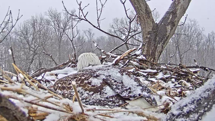 Eagle in Snow