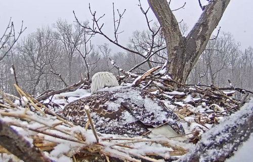 Eagle in Snow