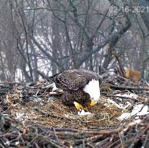 eagle on eggs