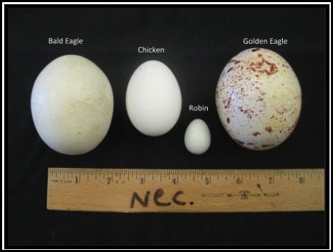 egg comparison