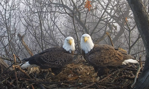 Hanover eagles 2