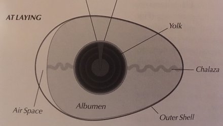 egg anatomy