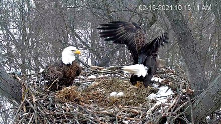 two eagles on egg