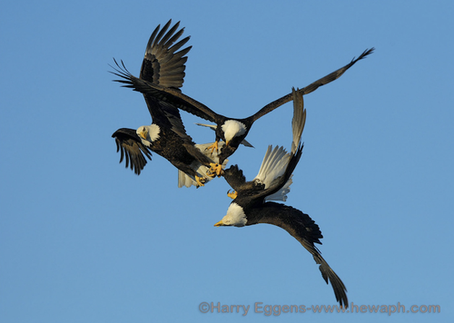 three eagles 2