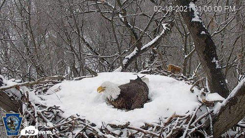 bald eagle