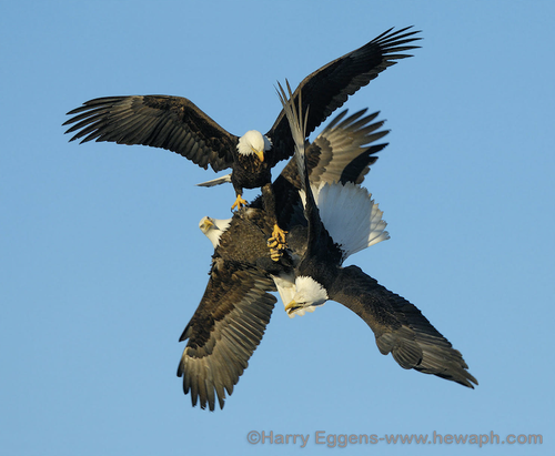 three eagles