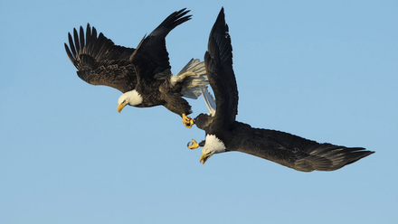 3 bald eagles 3