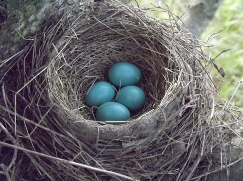 blue eggs