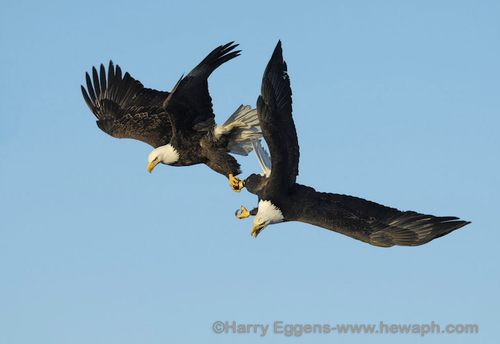 3 bald eagles 3