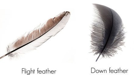 feathers