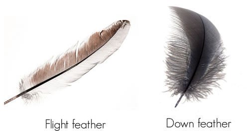 feathers