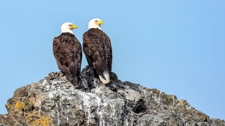 eagle pair