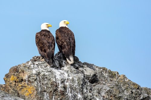 eagle pair