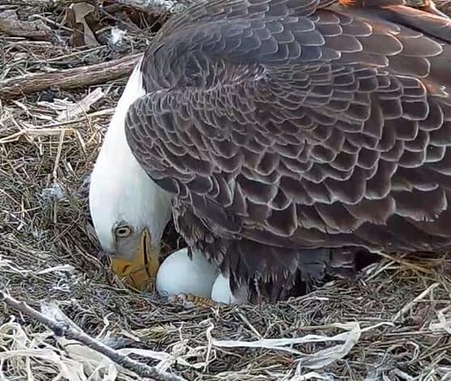 eagle and egg