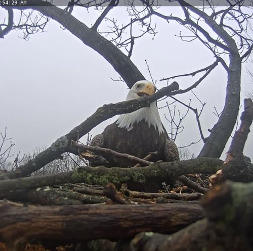 eagle with stick