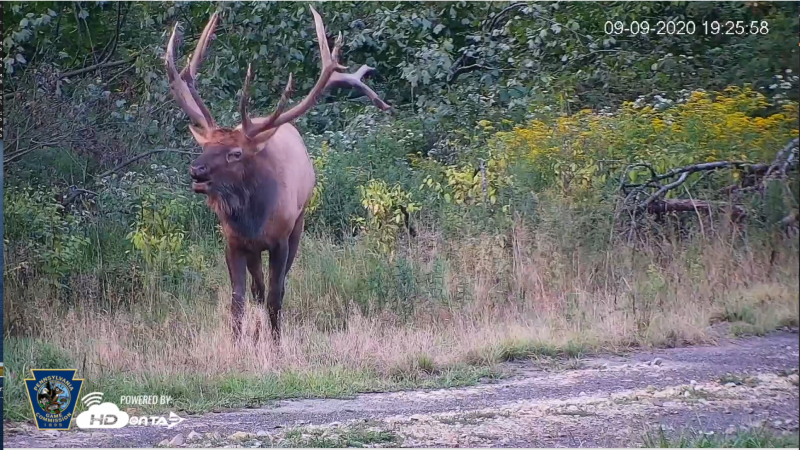 Elk