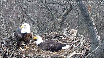 bald eagle