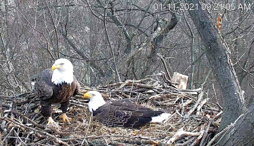 bald eagle