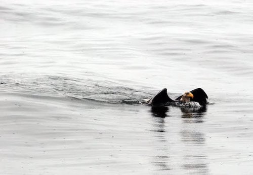 eagle swimming