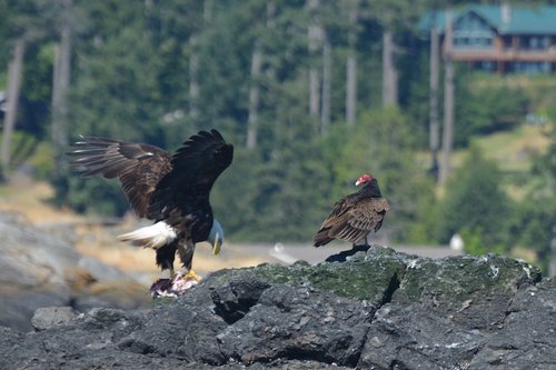 bald eagle eating prey