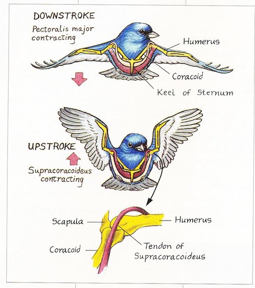 bird anatomy wings