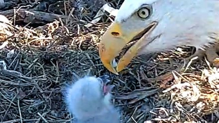 eagle and eaglets