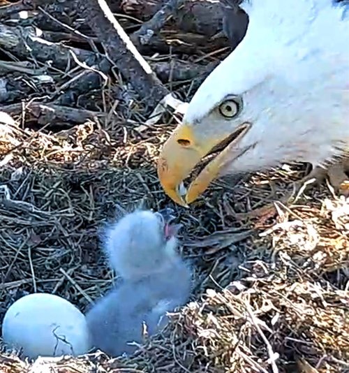 eagle and eaglets