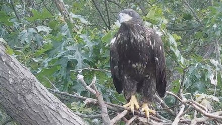 juvenile eagle