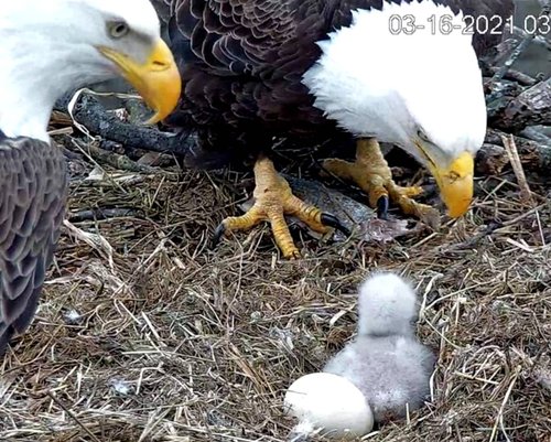 eagle and eaglet