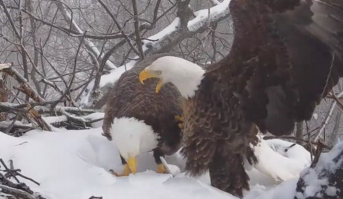 eagles in snow