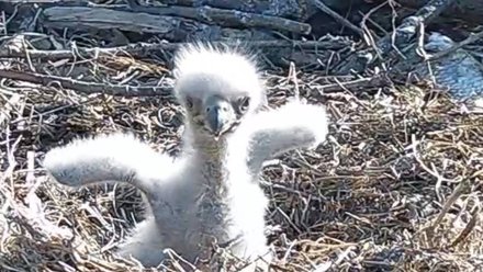 eaglet