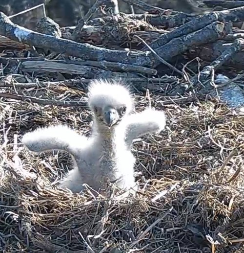 eaglet