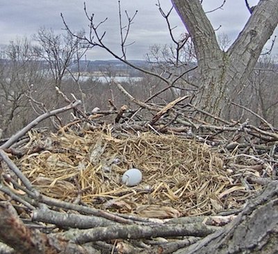 egg on nest